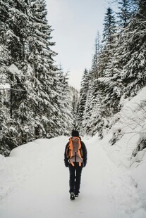 雪地徒步者穿行于松林间