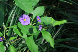 蓝花茄  