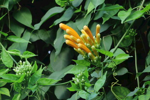 炮仗花 