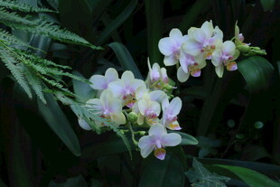 蝴蝶兰  