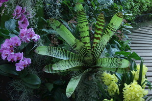 观叶花草  