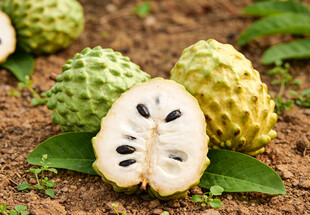 果园里的释迦果