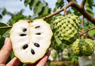 手捧切开的释迦果