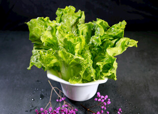 生菜