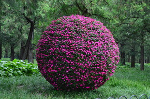 花球  