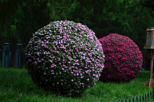 花球 凤仙花 主题花坛 立体花