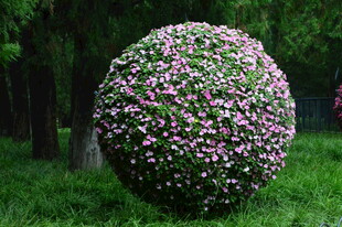 花球  
