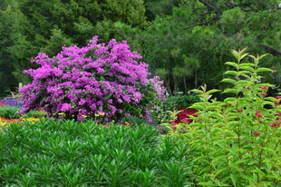 天坛花境风景  