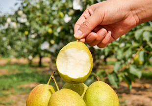 手拿咬过的库尔勒香梨