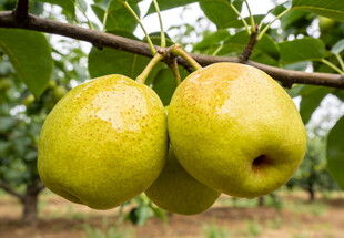 枝头的库尔勒香梨