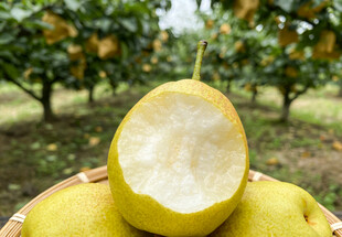 咬了一口的黄皮梨子