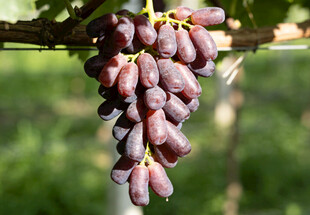 马奶葡萄挂在藤上