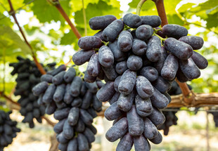 长粒葡萄挂于枝头