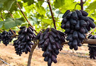 蓝宝石葡萄挂在藤上