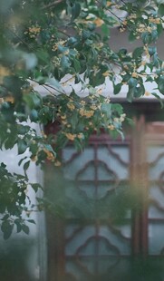 绿叶掩映下的古朴建筑