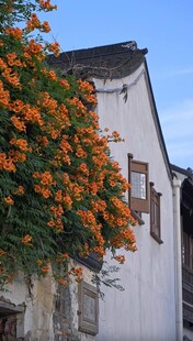 白墙旁的绚烂橙色凌霄花