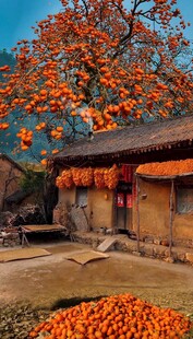 秋日古宅前的累累硕果