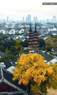 古塔黄叶映衬城市风光