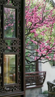 中式庭院中的烂漫花枝