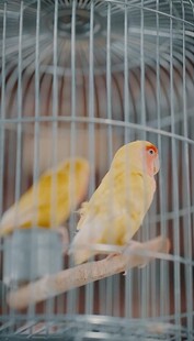 笼中黄鹦鹉