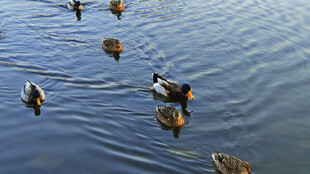 水面上悠游的一群野鸭