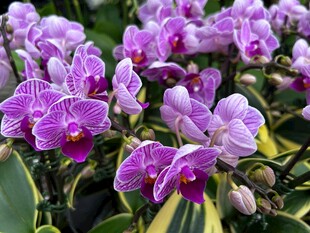 紫色蝴蝶兰绽放的美丽