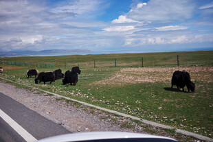 公路旁草原上的黑色牛群