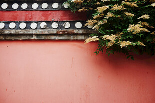 红墙绿植与圆形装饰