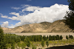 壮丽山景下的葱郁树林