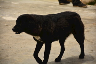 行走的黑色大狗