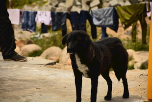 户外黑狗站立于晾衣场景