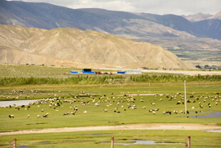 草原风光与远处山峦美景