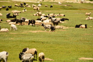 草原上的牛羊群