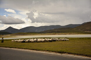 草原羊群与远山美景