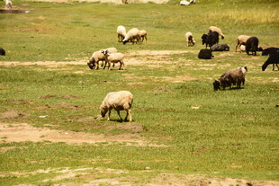 草原上的牛羊群