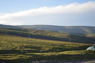 草原风光中的白色帐篷