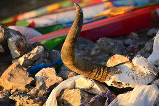 荒野中的牛角与多彩物件