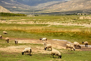 草原羊群悠然觅食