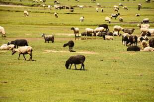 草原上的牛羊群