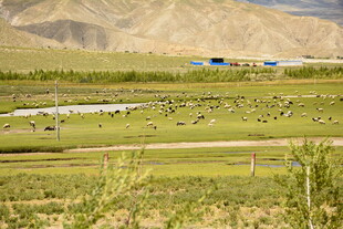 草原风光 广袤天地间的生机