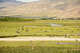 草原牧场景色如画
