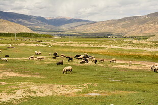草原羊群风景图