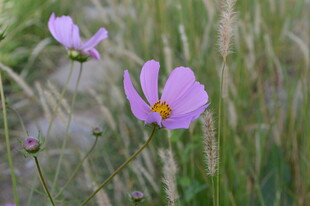 田野中的两朵粉色格桑花