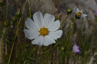 田野中的白色波斯菊