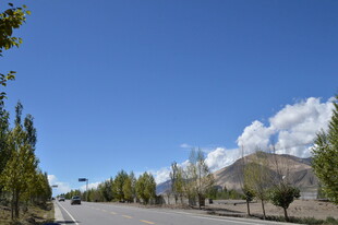 蓝天白云下的林荫道路