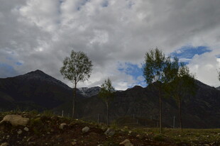 山间树木与多云天空景色