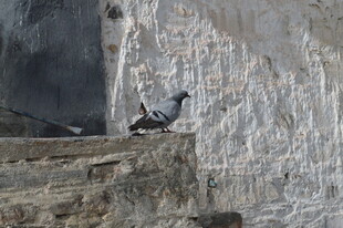 石台上的两只鸟儿