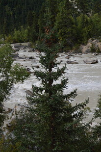 溪边挺拔的翠绿松树