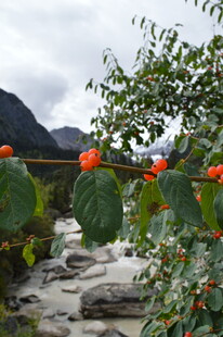 溪边挂果的繁茂植物