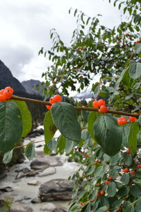 溪边枝头挂满鲜艳柿子